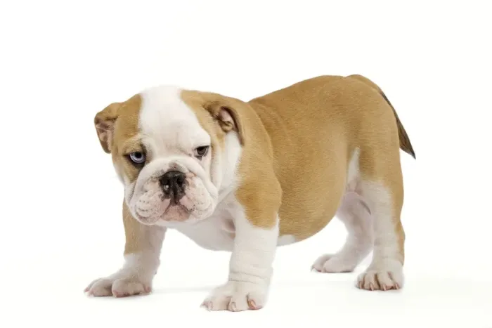 Framed Print : English Bulldog - puppy