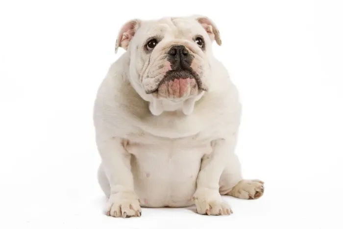 Framed Print : English Bulldog - puppy Framed Print : English Bulldog - puppy