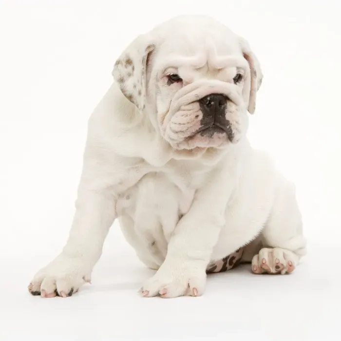 Framed Print : English Bulldog - puppy in studio Framed Print : English Bulldog - puppy in studio
