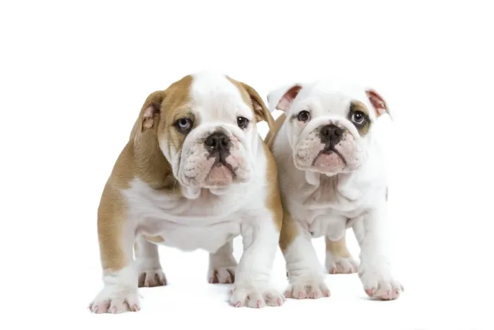 Framed Print : English Bulldogs - in studio Framed Print : English Bulldogs - in studio