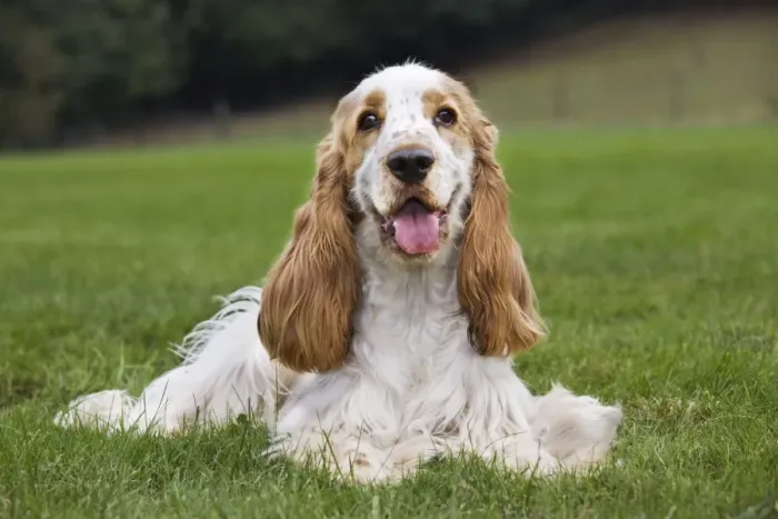Framed Print : English Cocker Spaniel
