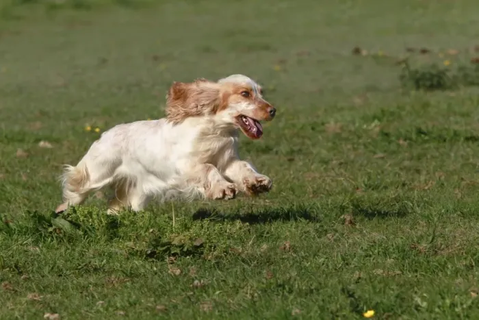 Framed Print : English Cocker Spaniel - running Framed Print : English Cocker Spaniel - running