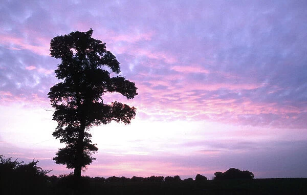 ENGLISH ELM - silhouette at sunset