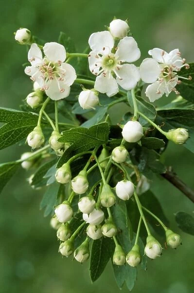 English Hawthorne - in bloom