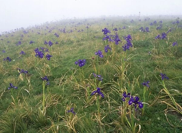 English Iris in the Pyrenees
