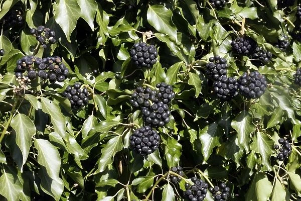 English Ivy - fruit. WAT-15097. English Ivy - fruit