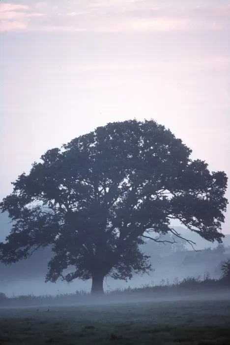 Framed Print : ENGLISH OAK - In mist Framed Print : ENGLISH OAK - In mist