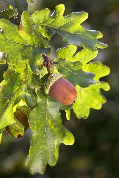 English Oak or Pendunculate Oak acorns
