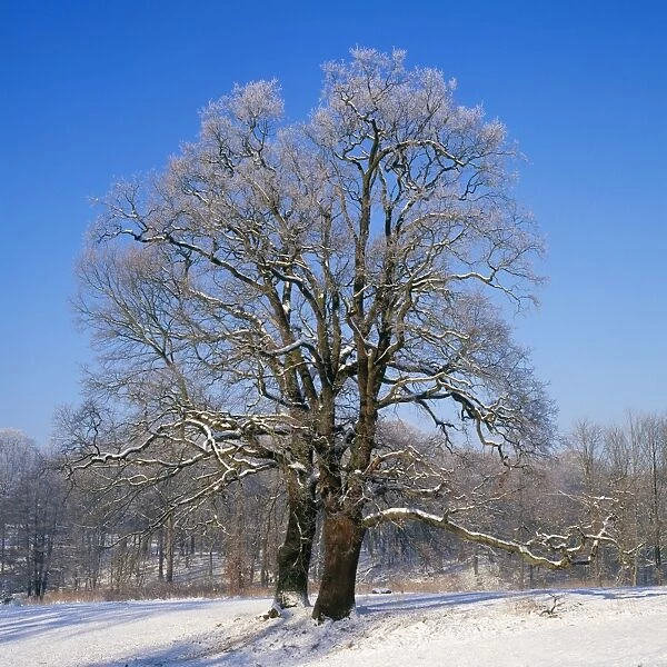 English Oak - in snow
