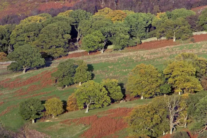 Framed Print : English Oak Trees - on moorland edge, in autumn. Otterburn, Northumberland, UK Framed Print : English Oak Trees - on moorland edge, in autumn. Otterburn, Northumberland, UK