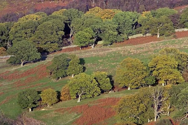 English Oak Trees - on moorland edge, in autumn. Otterburn, Northumberland, UK