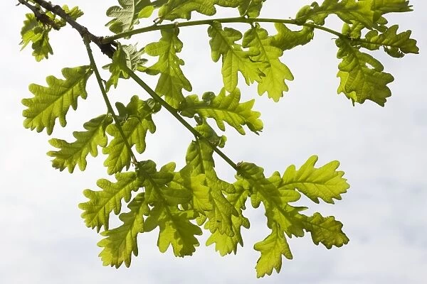 English  /  Pedunculate Oak - leaves