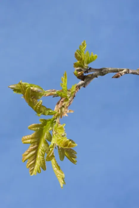 Framed Print : English / Pedunculate Oak - leaves Framed Print : English / Pedunculate Oak - leaves