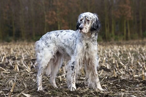 English Setter on countryside