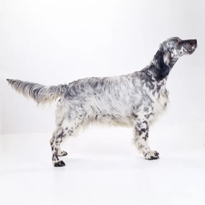 Framed Print : English Setter Dog Framed Print : English Setter Dog