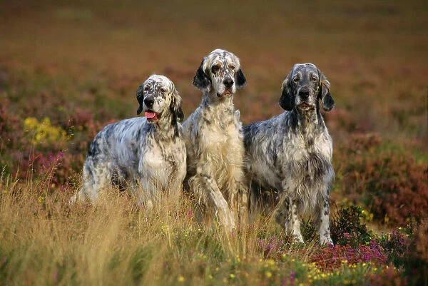 ENGLISH SETTER DOGS - three in row