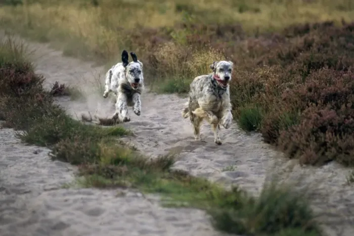 Framed Print : English Setter Dogs - running Framed Print : English Setter Dogs - running