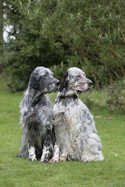 English Setters sitting in garden