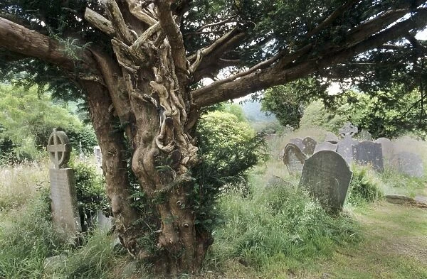 English Yew Tree - On old cemetery Glendalough, Ireland