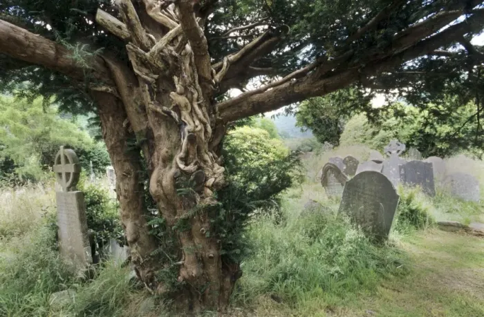 Framed Print : English Yew Tree - On old cemetery Glendalough, Ireland Framed Print : English Yew Tree - On old cemetery Glendalough, Ireland