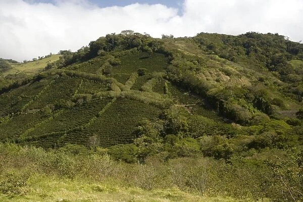 Environmentally-friendly coffee plantations in the mountains of central Costa Rica