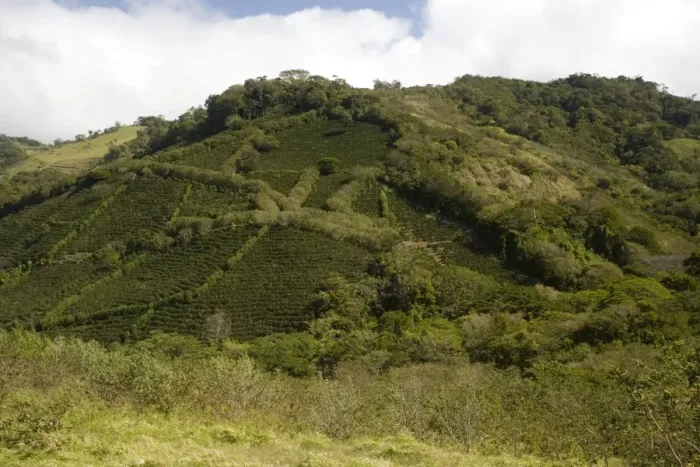 Framed Print : Environmentally-friendly coffee plantations in the mountains of central Costa Rica Framed Print : Environmentally-friendly coffee plantations in the mountains of central Costa Rica