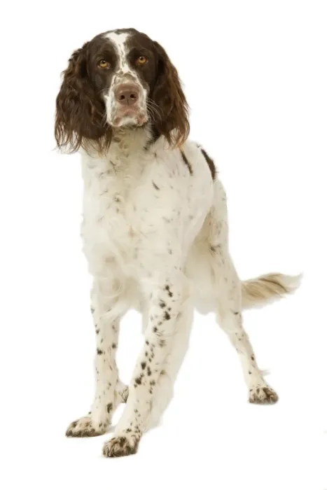 Framed Print : Epagneul Francais - in studio. Also know as French Spaniel Framed Print : Epagneul Francais - in studio. Also know as French Spaniel
