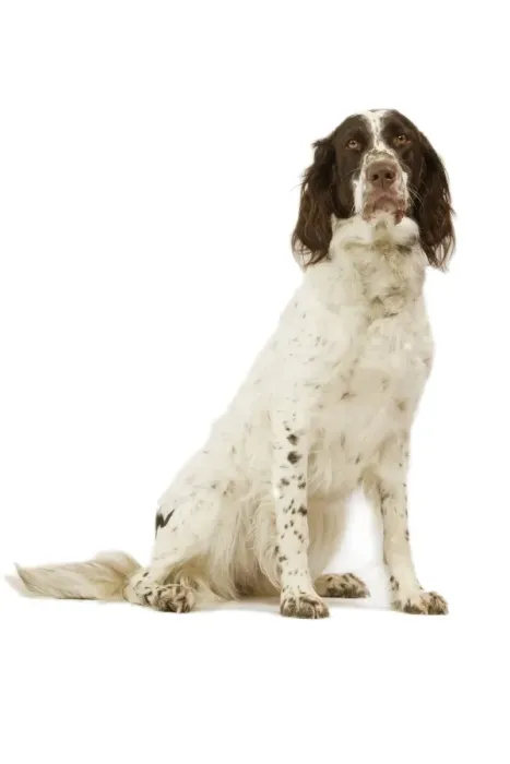 Framed Print : Epagneul Francais - in studio. Also know as French Spaniel Framed Print : Epagneul Francais - in studio. Also know as French Spaniel