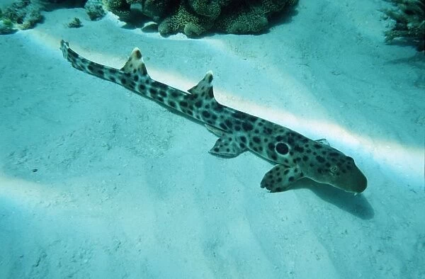 Epaulette Shark - Common in tropical indo Pacific. Usually found laying on bottom, in caves. Papua New Guinea SHA-020