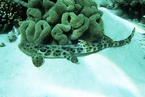 Epaulette Shark - Great Barrier Reef