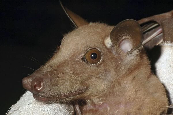 Epauletted fruit bat - Close up of face, The Gambia, Africa
