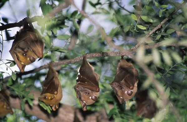 Epauletted Fruit Bats ASW 3955 Family, Roosting - Kenya Pteropodidae © Alan Weaving  /  ARDEA LONDON