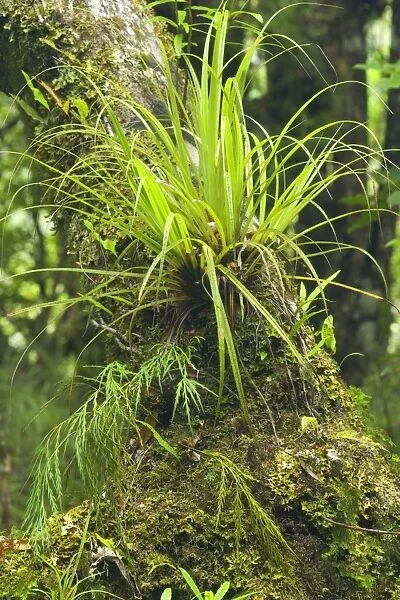 Epiphytes - grass-like epiphyte and different kinds of fern growing on a moss-covered tree branch - Te Urewera National Park, Hawke's Bay, North Island, New Zealand