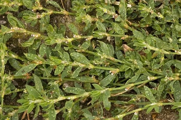 Equal-leaved knotgrass (Polygonum arenastrum). Uncommon weed, Somerset