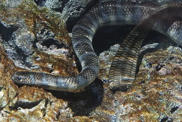 Erabu Sea Snake - from the coasts of southern Japan. Extremely poisonous, never comes on land. Shows flattened tail for swimming and lack of transverse scales (gastrosteges) characteristic of marine snakes