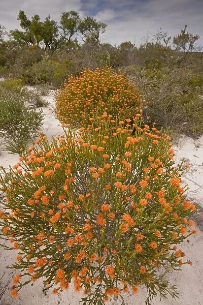 Eremaea brevifolia - growing on sand in Kwongan heath, Alexander Morrison National Park, Western Australia