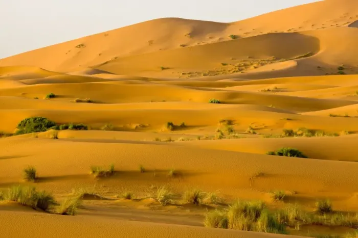 Framed Print : Erg Chebbi sand dunes - Moroccan Sahara Desert - after very wet winter (spring 2009). Morocco Framed Print : Erg Chebbi sand dunes - Moroccan Sahara Desert - after very wet winter (spring 2009). Morocco