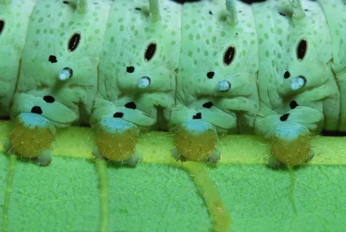 Framed Print : Eri Silkmoth Caterpillar - detail of, on a Tree-of-heaven's leave. South East Asia, acclimatized in France Framed Print : Eri Silkmoth Caterpillar - detail of, on a Tree-of-heaven's leave. South East Asia, acclimatized in France