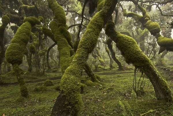 Erica and Hypericum forest - Harenna - Bale Mountains - Ethiopia - Africa