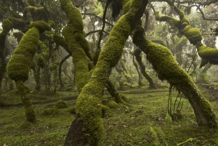 Framed Print : Erica and Hypericum forest - Harenna - Bale Mountains - Ethiopia - Africa Framed Print : Erica and Hypericum forest - Harenna - Bale Mountains - Ethiopia - Africa