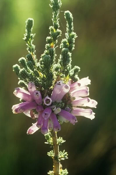 Erica verticillata - saved from extinction at Kew and returned to Kirstenbosch