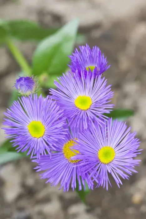 Framed Print : Erigeron / Dunkelste Aller Darkest of All Flowers Framed Print : Erigeron / Dunkelste Aller Darkest of All Flowers