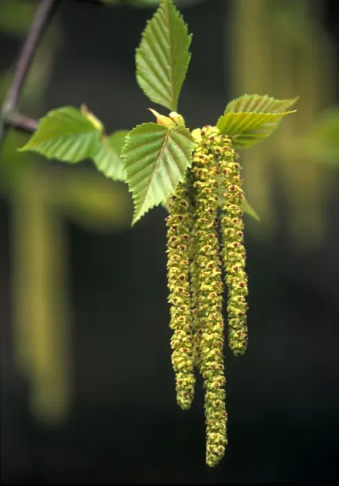 Framed Print : Erman's Birch Catkins - April An Arboretum in Somerset, UK Framed Print : Erman's Birch Catkins - April An Arboretum in Somerset, UK