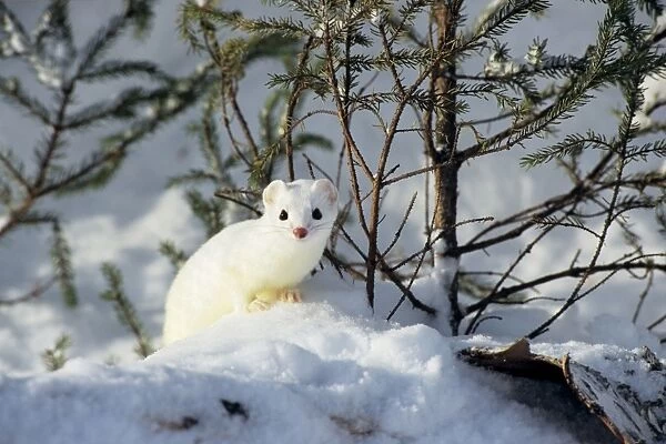 Ermine  /  Short-tailed Weasel - Winter. Minnesota, Northern USA. MN240