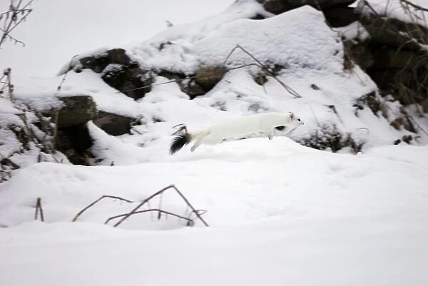Ermine  /  Stoat  /  Short-tailed weasel - running through snow - January - Swiss Jura - Switzerland