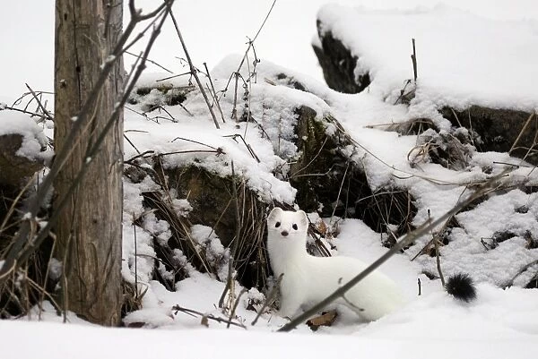 Ermine  /  Stoat  /  Short-tailed weasel - in snow - January - Swiss Jura - Switzerland