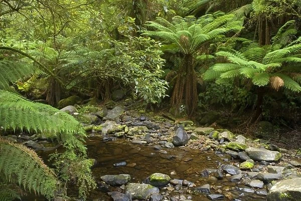 Erskine River - beautiful picturesque river flowing through lush, temperate rainforest with moss-covered rocks and lots of treeferns. Erskine Falls, which feeds into Erskine river, is located near Lorne