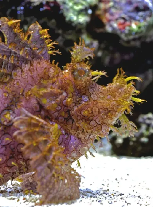Framed Print : Eschmeyer's Scorpion Fish, reefs of the northwest Pacific Framed Print : Eschmeyer's Scorpion Fish, reefs of the northwest Pacific