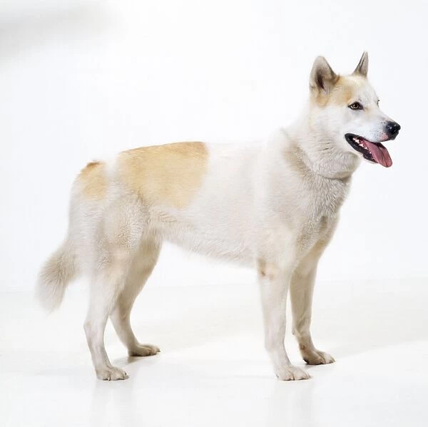 Eskimo  /  Greenland Dog