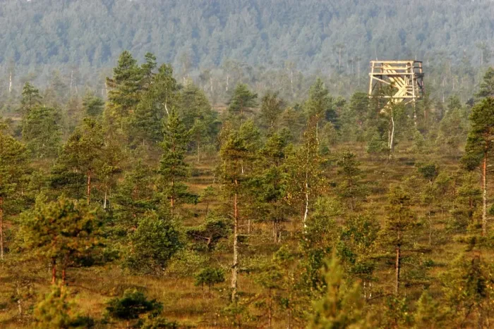 Framed Print : Estonia - Observation tower in Nigula national park Framed Print : Estonia - Observation tower in Nigula national park